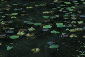 モネの池（9月）　岐阜県関市の観光・撮影スポットの写真や画像
