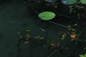 モネの池（9月）　岐阜県関市の観光・撮影スポットの写真や画像