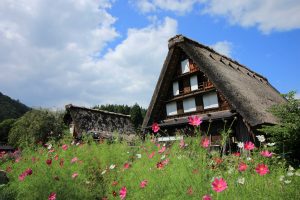 白川郷合掌造り集落　（コスモス）　岐阜県大野郡白川村の観光・撮影スポットの写真や画像