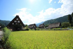 白川郷合掌造り集落　（稲）　岐阜県大野郡白川村の観光・撮影スポットの写真や画像