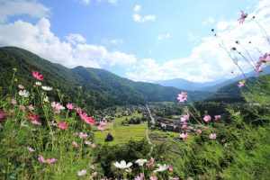 白川郷合掌造り集落　（展望台からの町なみ）　岐阜県大野郡白川村の観光・撮影スポットの写真や画像