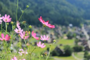 白川郷合掌造り集落　（展望台からの町なみ）　岐阜県大野郡白川村の観光・撮影スポットの写真や画像