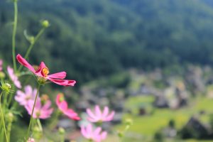 白川郷合掌造り集落　（展望台からの町なみ）　岐阜県大野郡白川村の観光・撮影スポットの写真や画像