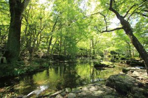 岐阜公園　信長の庭　新緑　岐阜県岐阜市観光・風景撮影スポットの写真や画像