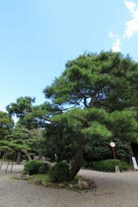 岐阜公園　信長の庭　新緑　岐阜県岐阜市観光・風景撮影スポットの写真や画像