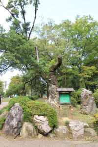岐阜公園　信長の庭　紅葉（もみじ）　岐阜県岐阜市観光・風景撮影スポットの写真や画像