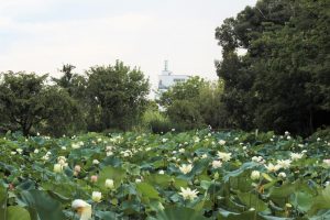 デンパーク（ハス）　安城市観光・撮影スポットの写真や画像