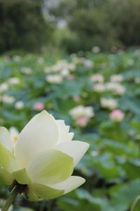 デンパーク（ハス）　安城市観光・撮影スポットの写真や画像