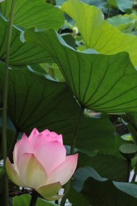デンパーク（ハス）　安城市観光・撮影スポットの写真や画像