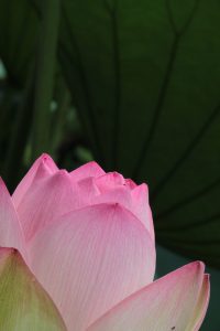 デンパーク（ハス）　安城市観光・撮影スポットの写真や画像