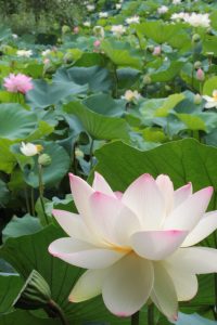 デンパーク（ハス）　安城市観光・撮影スポットの写真や画像