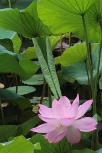 デンパーク（ハス）　安城市観光・撮影スポットの写真や画像