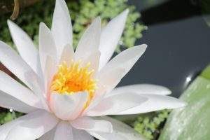 デンパーク（スイレン）　安城市観光・撮影スポットの写真や画像
