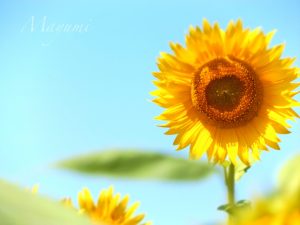 ひまわり 岐阜県大垣市平田の観光・撮影スポットの写真や画像
