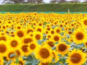 ひまわり 岐阜県大垣市平田の観光・撮影スポットの写真や画像