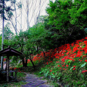 大智寺、彼岸花、9月の秋、岐阜県岐阜市の観光・撮影スポットの名所