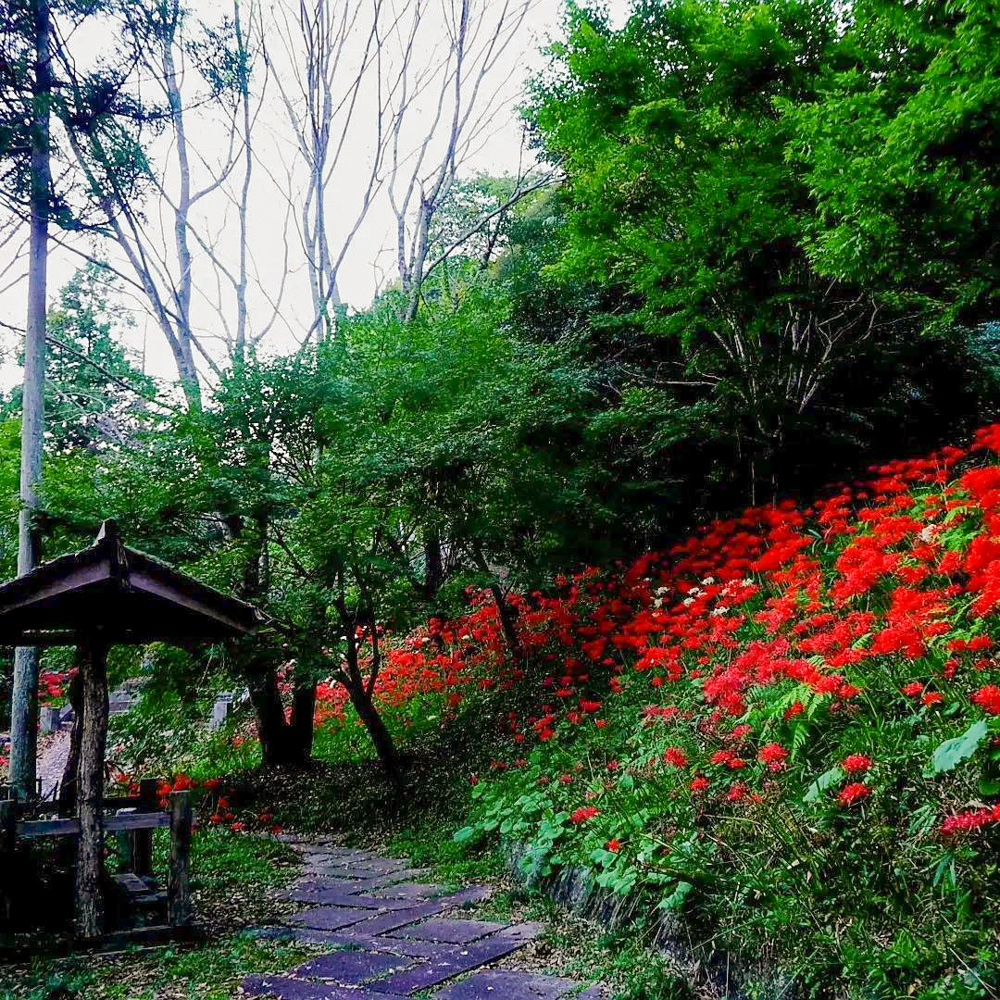 大智寺、彼岸花、9月の秋、岐阜県岐阜市の観光・撮影スポットの名所