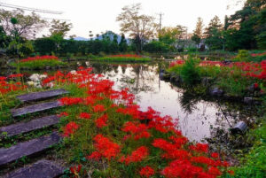 大智寺、彼岸花、9月の秋、岐阜県岐阜市の観光・撮影スポットの名所