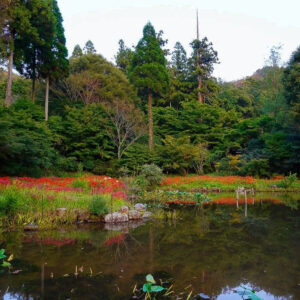 大智寺、彼岸花、9月の秋、岐阜県岐阜市の観光・撮影スポットの名所