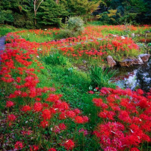 大智寺、彼岸花、9月の秋、岐阜県岐阜市の観光・撮影スポットの名所