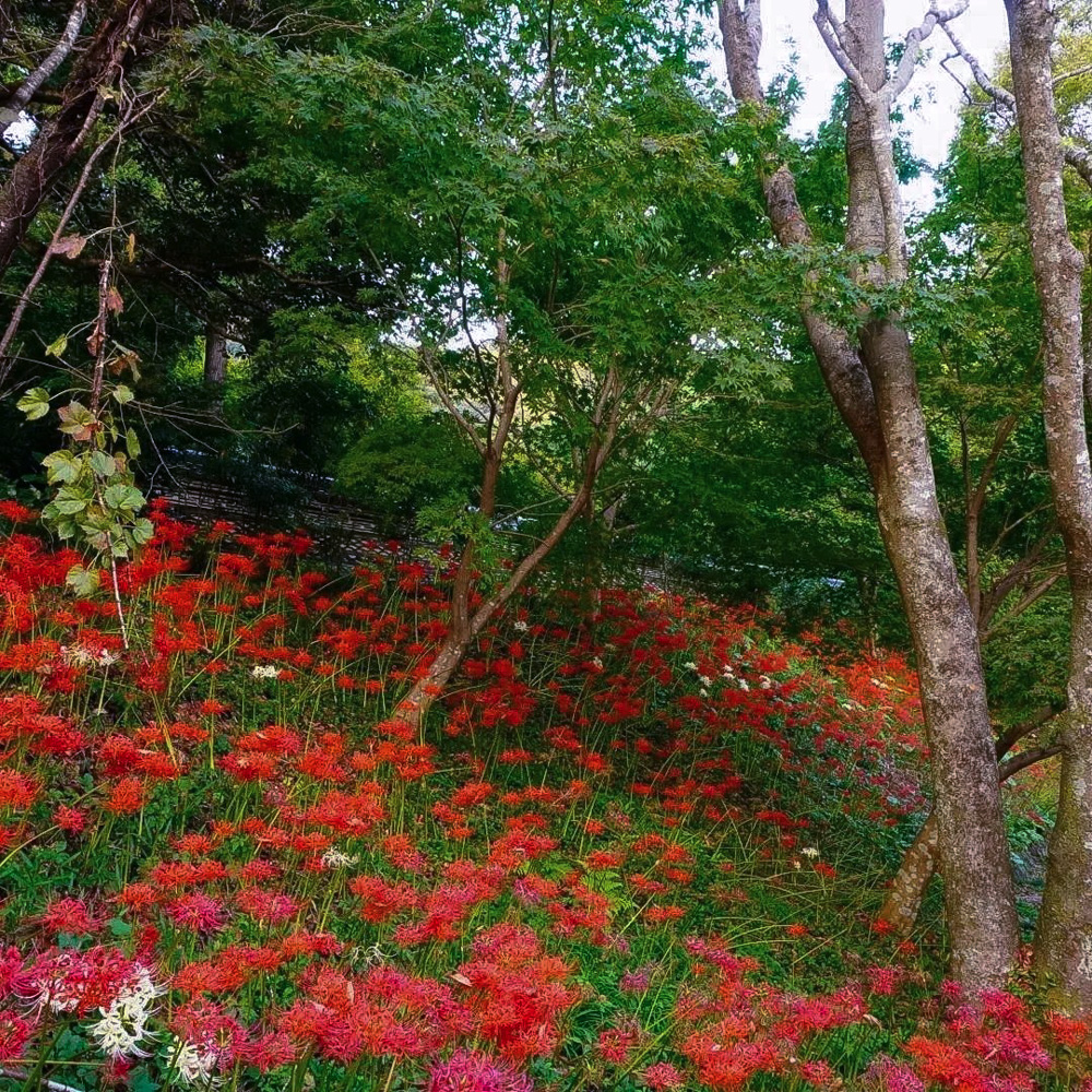 大智寺、彼岸花、9月の秋、岐阜県岐阜市の観光・撮影スポットの名所