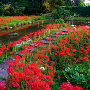 大智寺、彼岸花、9月の秋、岐阜県岐阜市の観光・撮影スポットの名所