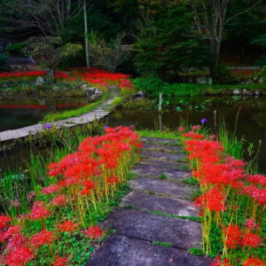 大智寺、彼岸花、9月の秋、岐阜県岐阜市の観光・撮影スポットの名所