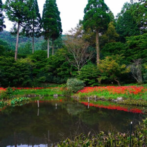 大智寺、彼岸花、9月の秋、岐阜県岐阜市の観光・撮影スポットの名所