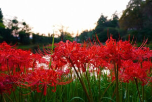大智寺、彼岸花、9月の秋、岐阜県岐阜市の観光・撮影スポットの名所