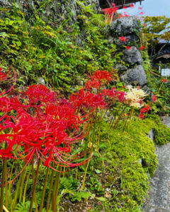 明星輪寺、彼岸花、岐阜県大垣市の観光・撮影スポットの名所