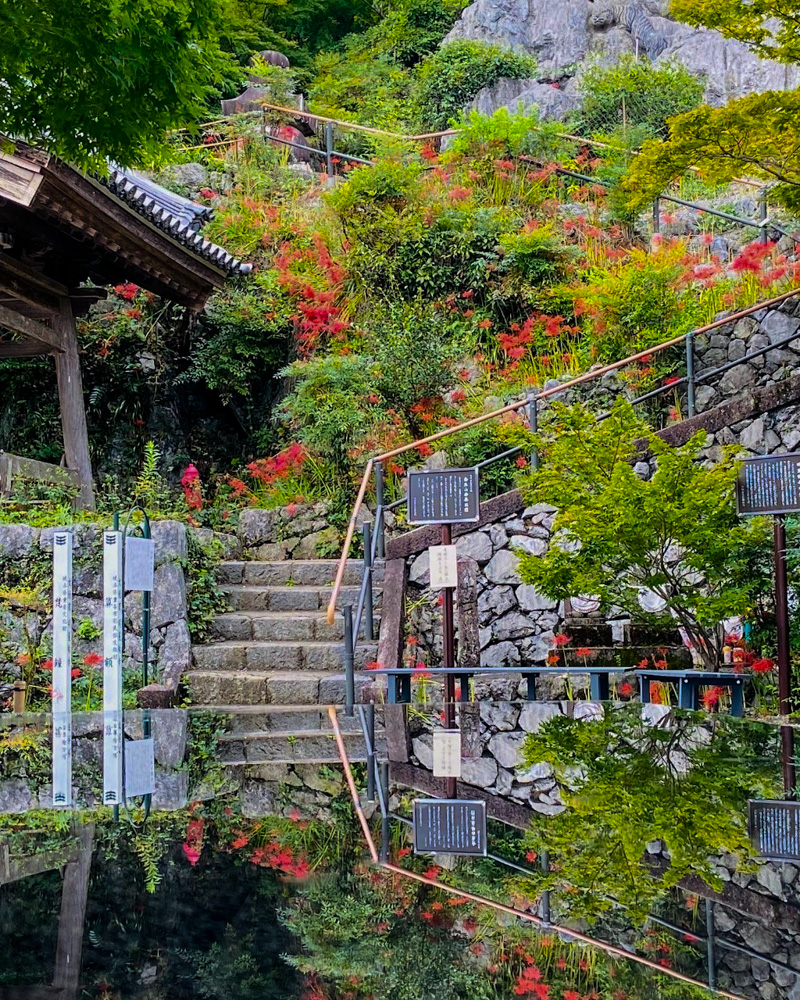 明星輪寺、彼岸花、岐阜県大垣市の観光・撮影スポットの名所