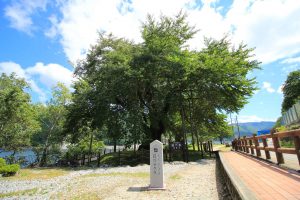 荘川桜　画像　岐阜県郡上八幡市の観光・風景撮影スポットの写真と画像