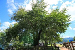 荘川桜　画像　岐阜県郡上八幡市の観光・風景撮影スポットの写真と画像