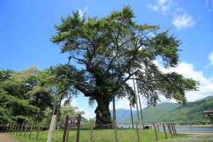 荘川桜　画像　岐阜県郡上八幡市の観光・風景撮影スポットの写真と画像