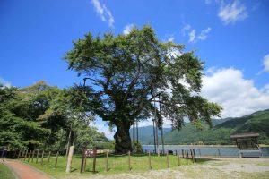 荘川桜。９月葉桜、岐阜県郡上八幡市の観光・風景撮影スポットの写真と画像