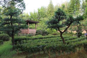 桶狭間古戦場伝説地（7月）　愛知県豊明市観光・撮影スポットの写真や画像