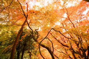 定光寺　愛岐トンネル群　紅葉　大もみじ　愛知県春日井市の観光・撮影スポットの画像や写真