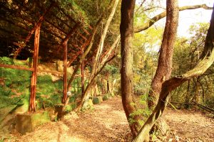 定光寺　愛岐トンネル群　紅葉　大もみじ　愛知県春日井市の観光・撮影スポットの画像や写真