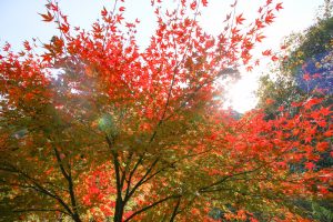 定光寺　愛岐トンネル群　紅葉　大もみじ　愛知県春日井市の観光・撮影スポットの画像や写真
