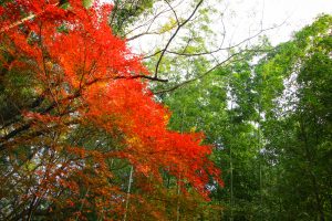 定光寺　愛岐トンネル群　紅葉　大もみじ　愛知県春日井市の観光・撮影スポットの画像や写真