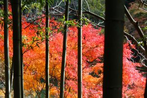 定光寺　愛岐トンネル群　紅葉　竹やぶ　愛知県春日井市の観光・撮影スポットの画像や写真