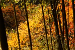 定光寺　愛岐トンネル群　紅葉　竹やぶ　愛知県春日井市の観光・撮影スポットの画像や写真