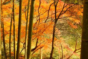 定光寺　愛岐トンネル群　紅葉　竹やぶ　愛知県春日井市の観光・撮影スポットの画像や写真