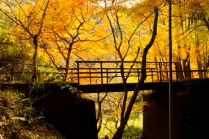 定光寺　愛岐トンネル群　紅葉　大もみじ　愛知県春日井市の観光・撮影スポットの画像や写真