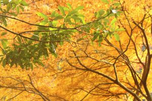定光寺　愛岐トンネル群　紅葉　大もみじ　愛知県春日井市の観光・撮影スポットの画像や写真