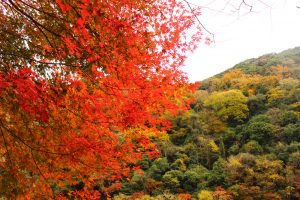 定光寺　愛岐トンネル群　紅葉　大もみじ　愛知県春日井市の観光・撮影スポットの画像や写真