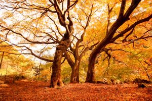 定光寺　愛岐トンネル群　紅葉　大もみじ　愛知県春日井市の観光・撮影スポットの画像や写真