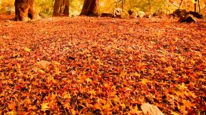 定光寺　愛岐トンネル群　紅葉　大もみじ　愛知県春日井市の観光・撮影スポットの画像や写真