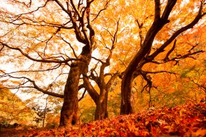 定光寺　愛岐トンネル群　紅葉　大もみじ　愛知県春日井市の観光・撮影スポットの画像や写真