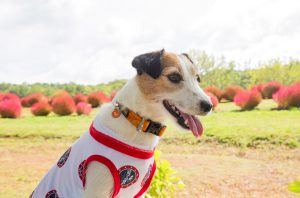 コキアパーク　ひるがの高原の観光・撮影スポットの写真や画像　